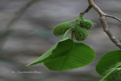 Broussonetia luzonica